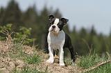 BOSTON TERRIER 260